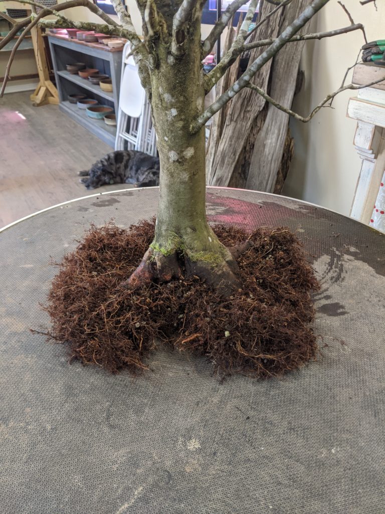 Repotting a Large Collected Water Elm