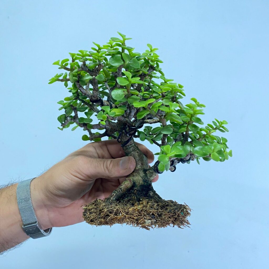 Portulacaria afra Repot and New Front